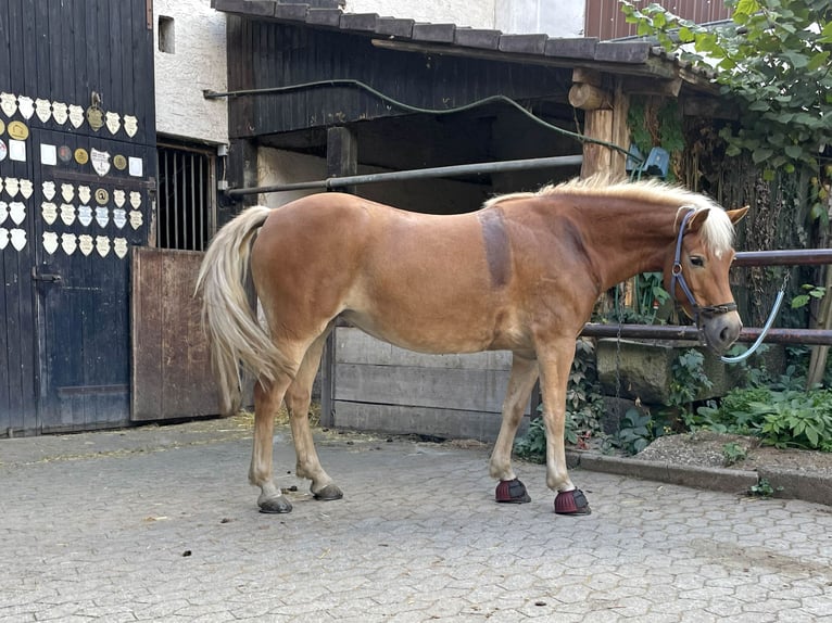 Haflinger Gelding 6 years Chestnut-Red in Buseck