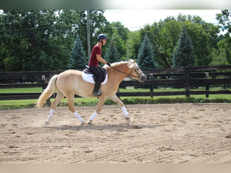 Haflinger Gelding 6 years Palomino in Highland MI