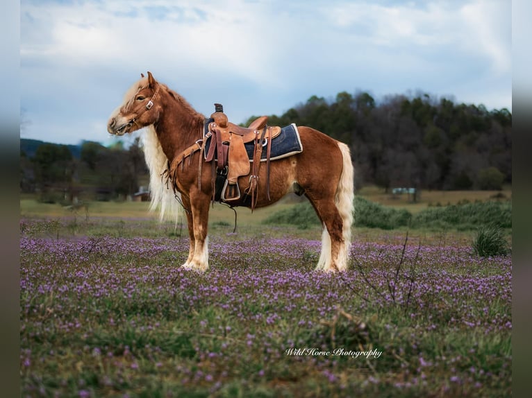 Haflinger Gelding 7 years 13,1 hh Sorrel in Dover, AR