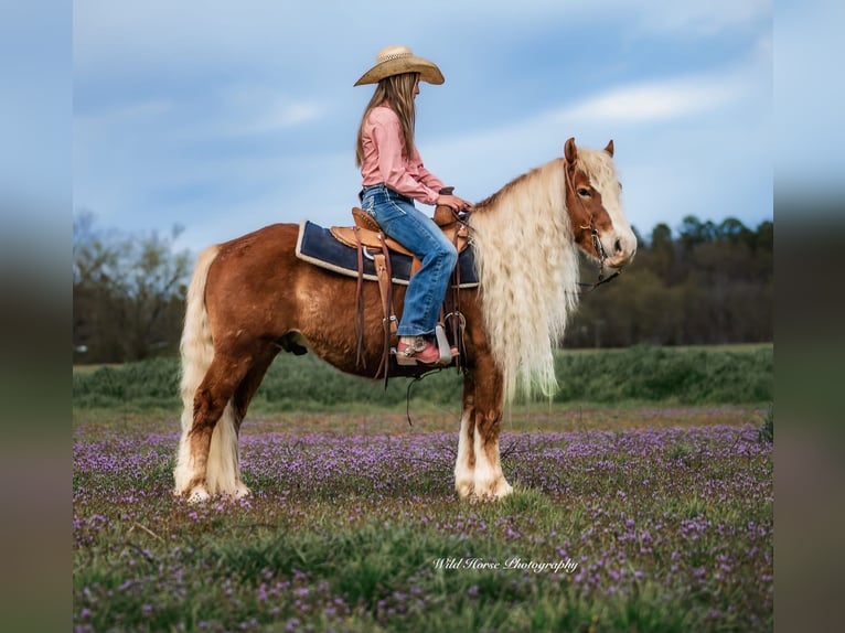 Haflinger Gelding 7 years 13,1 hh Sorrel in Dover, AR