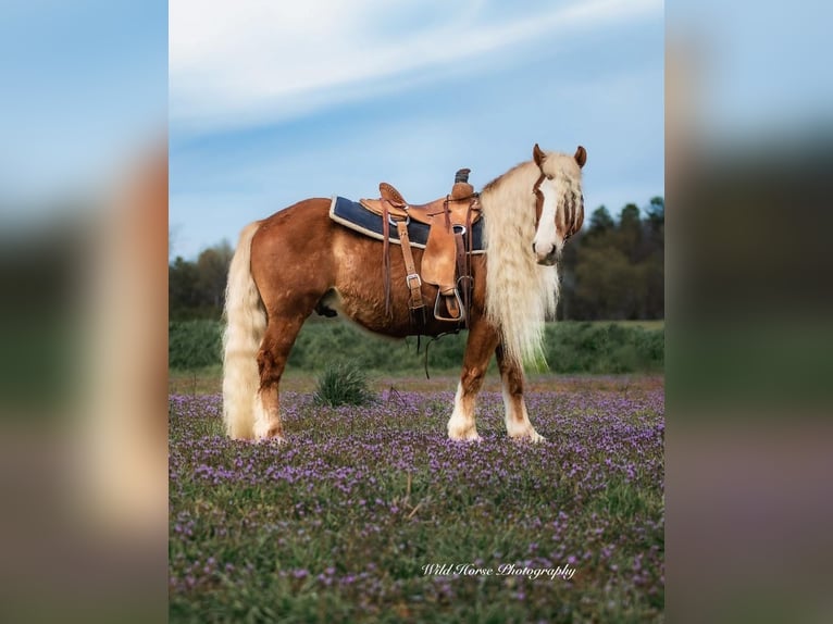 Haflinger Gelding 7 years 13,1 hh Sorrel in Dover, AR