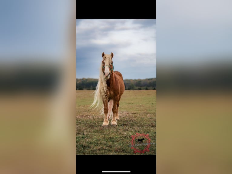 Haflinger Gelding 7 years 13,1 hh Sorrel in Dover, AR