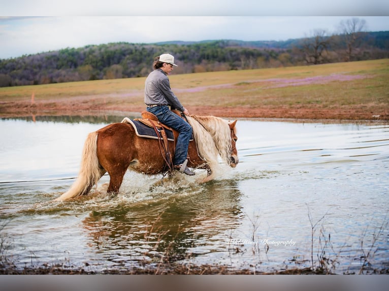 Haflinger Gelding 7 years 13,1 hh Sorrel in Dover, AR
