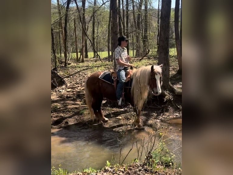Haflinger Gelding 7 years 13,1 hh Sorrel in Dover, AR