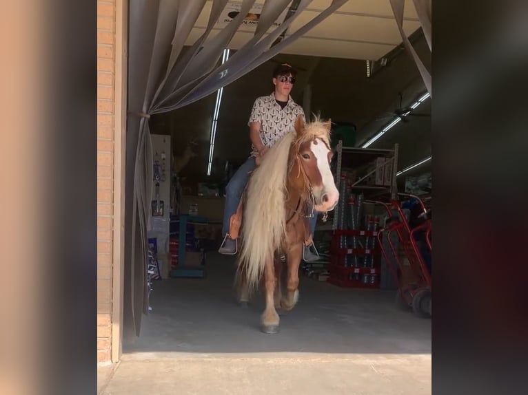 Haflinger Gelding 7 years 13,1 hh Sorrel in Dover, AR