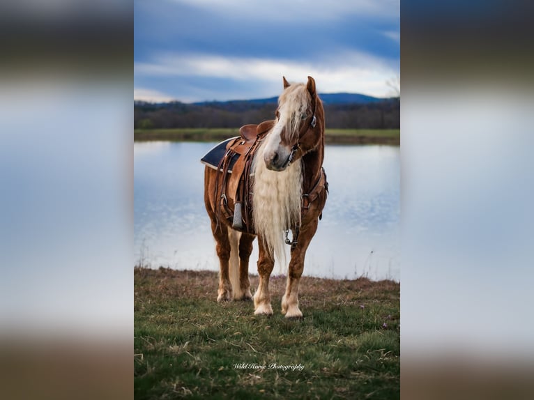 Haflinger Gelding 7 years 13,1 hh Sorrel in Dover, AR