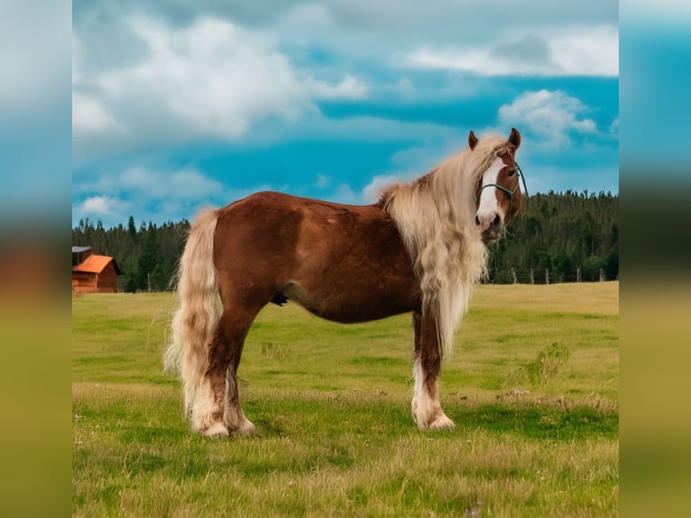 Haflinger Gelding 7 years 13,1 hh Sorrel in Dover, AR