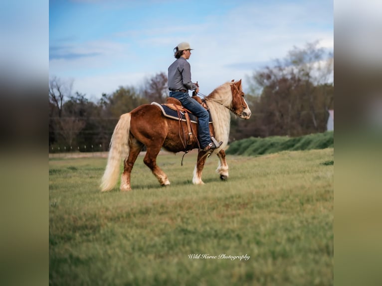 Haflinger Gelding 7 years 13,1 hh Sorrel in Dover, AR