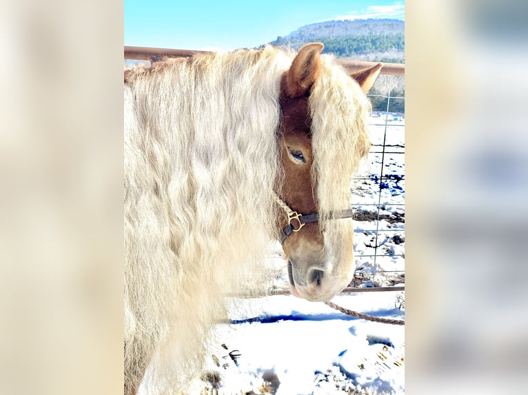 Haflinger Gelding 7 years 13,1 hh Sorrel in Dover, AR