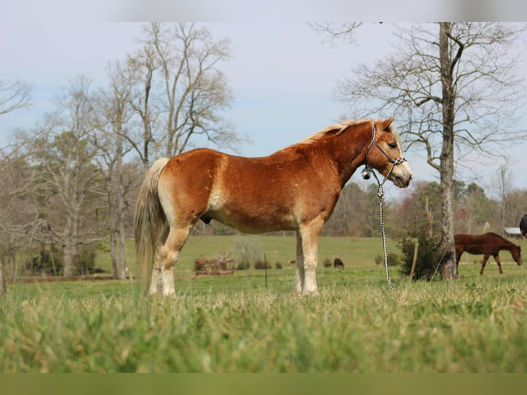 Haflinger Gelding 7 years 13,3 hh Chestnut in Cleveland TN