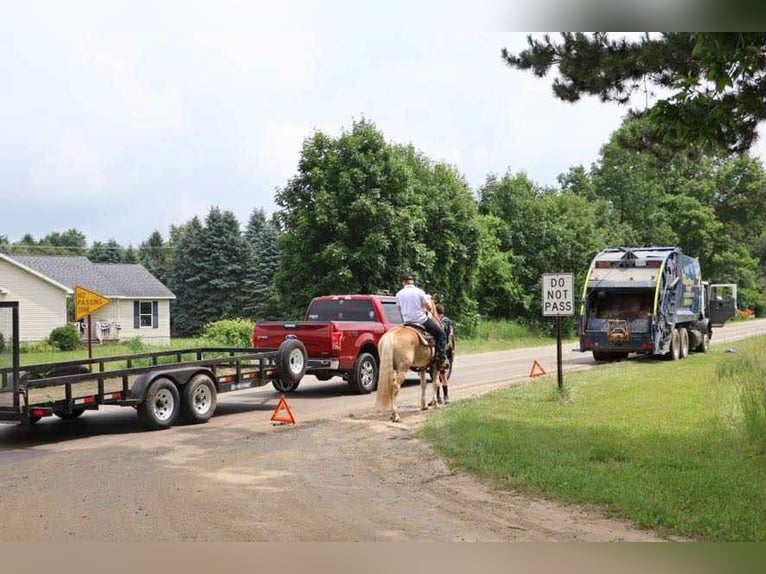 Haflinger Gelding 7 years 14,1 hh Palomino in Howell, MI