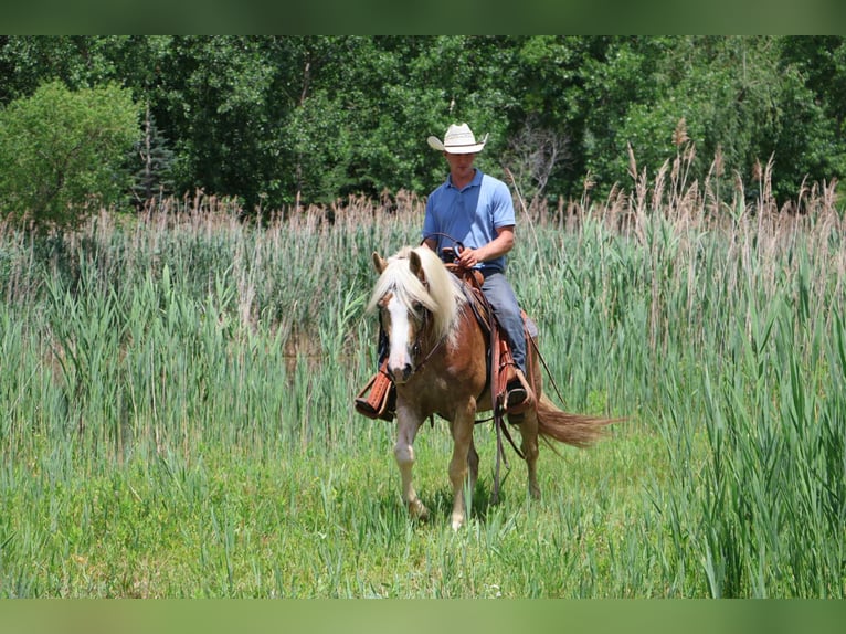Haflinger Gelding 7 years 14,1 hh Palomino in Howell, MI