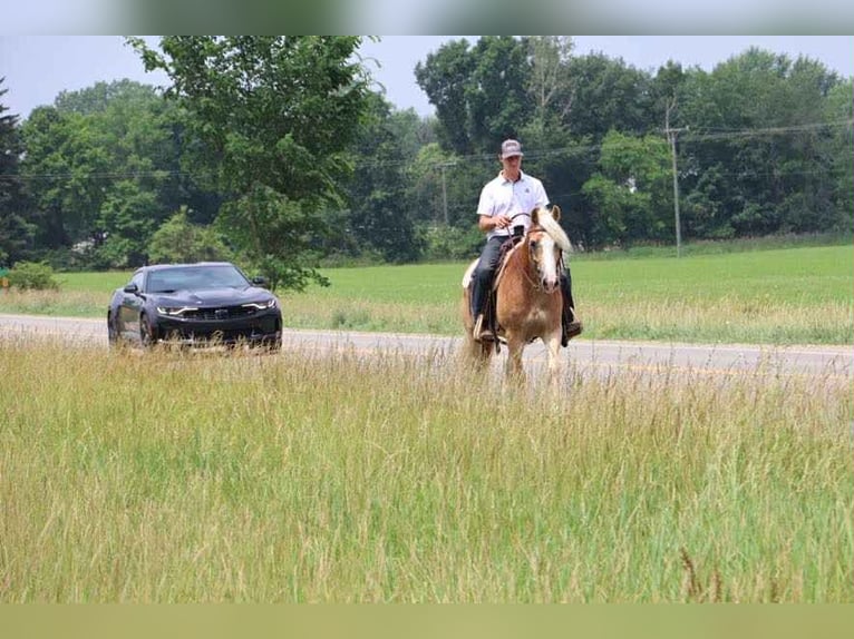 Haflinger Gelding 7 years 14,1 hh Palomino in Howell, MI