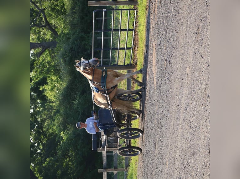 Haflinger Gelding 7 years 14,1 hh Palomino in Howell, MI