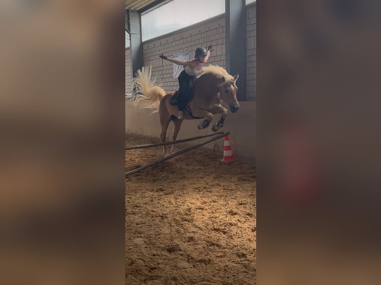 Haflinger Gelding 7 years 14.2 hh Champagne in Limburg an der Lahn
