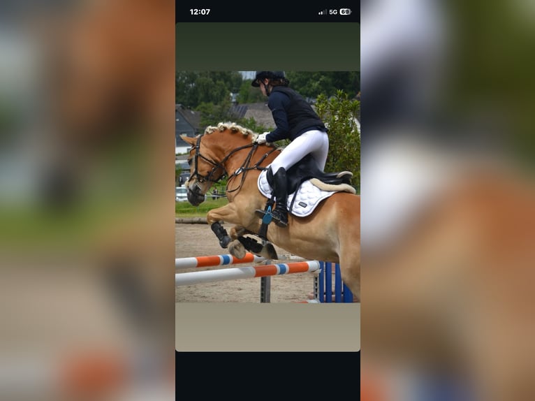 Haflinger Gelding 7 years 14.2 hh Champagne in Limburg an der Lahn