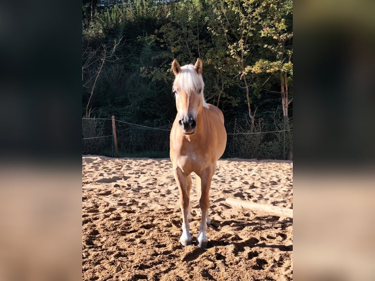 Haflinger Gelding 7 years 14.2 hh Champagne in Limburg an der Lahn