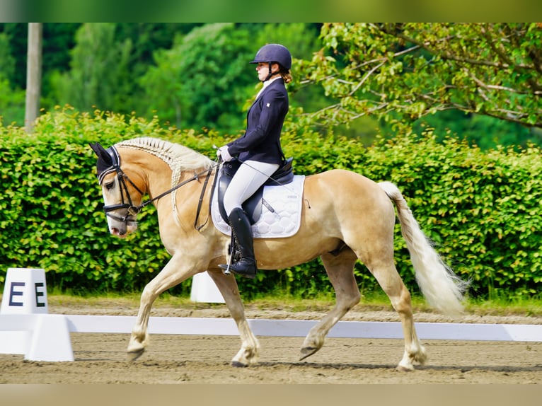 Haflinger Gelding 7 years 14.2 hh Chestnut-Red in Poppichl