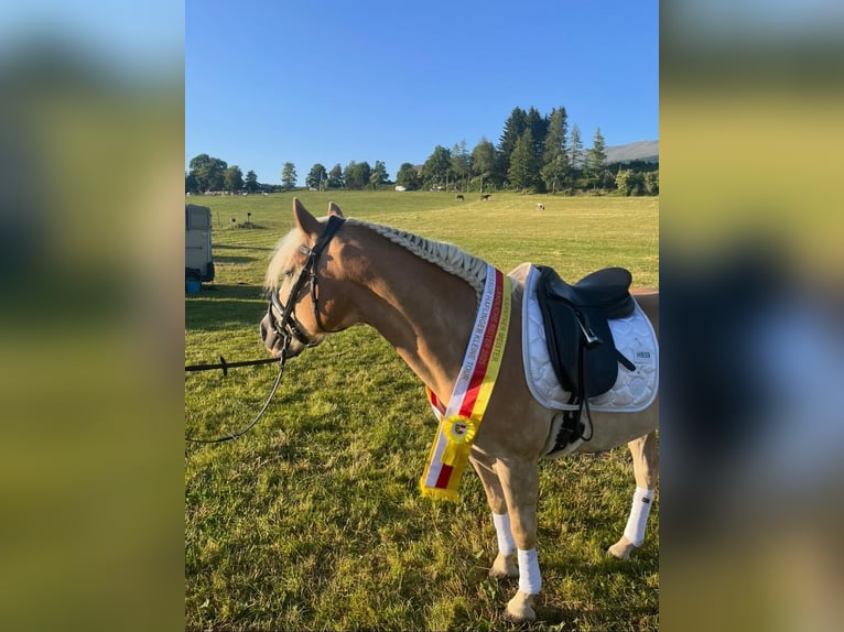 Haflinger Gelding 7 years 14.2 hh Chestnut-Red in Poppichl