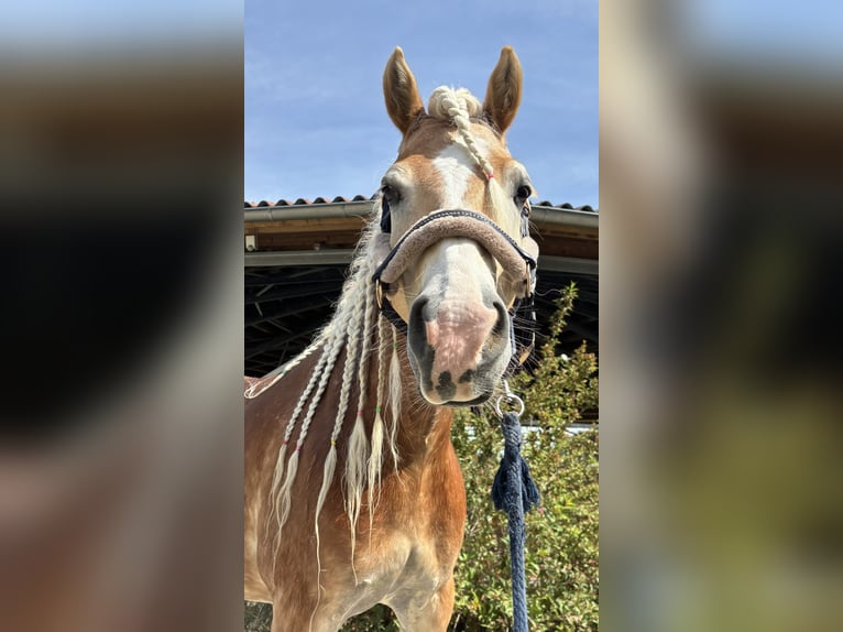 Haflinger Gelding 7 years 14.2 hh Chestnut-Red in Hergatz