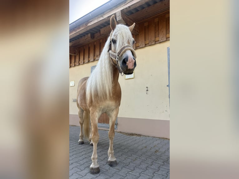 Haflinger Gelding 7 years 14.2 hh Chestnut-Red in Hergatz