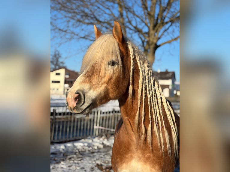 Haflinger Gelding 7 years 14.2 hh Chestnut-Red in Hergatz