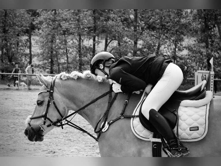 Haflinger Gelding 7 years 14.2 hh Chestnut-Red in Mengerskirchen