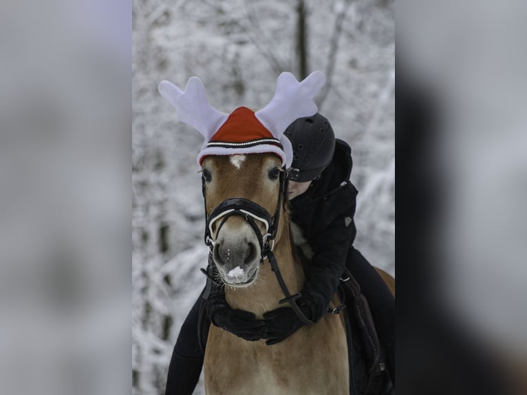 Haflinger Gelding 7 years 14.2 hh Chestnut-Red in Mengerskirchen