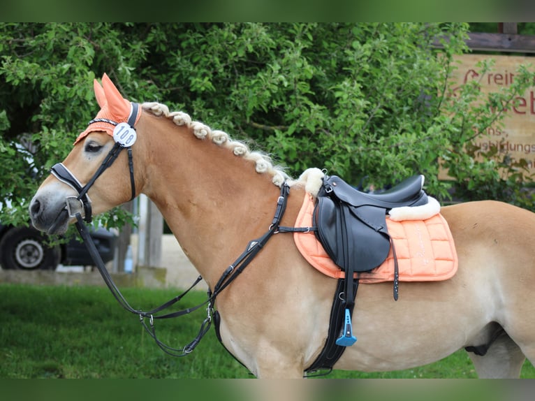 Haflinger Gelding 7 years 14.2 hh Chestnut-Red in Mengerskirchen