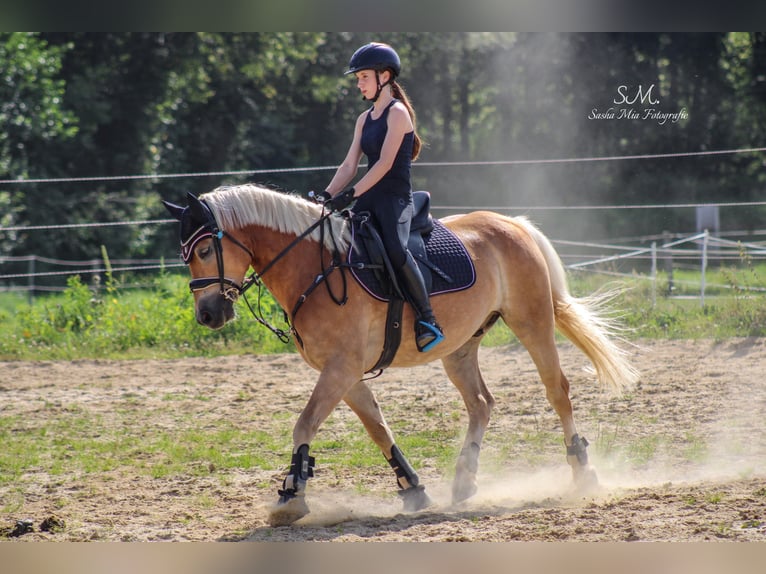 Haflinger Gelding 7 years 14.2 hh Chestnut-Red in Elsoff