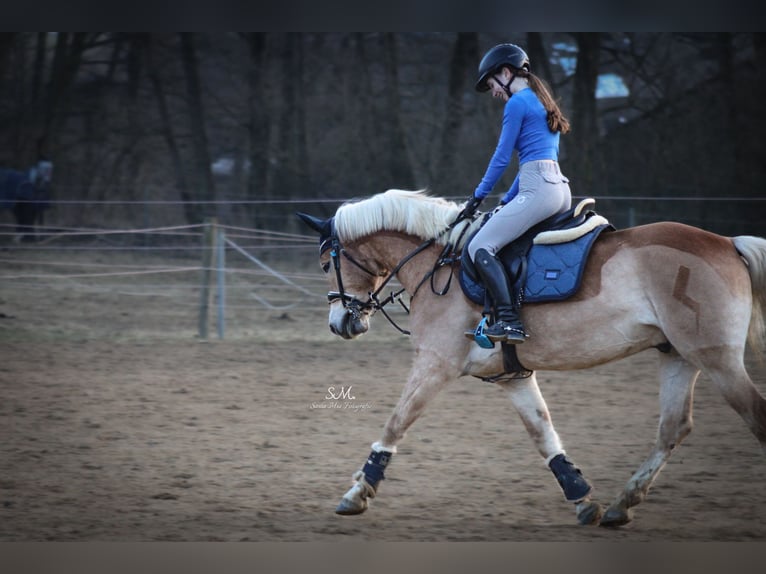 Haflinger Gelding 7 years 14.2 hh Chestnut-Red in Elsoff