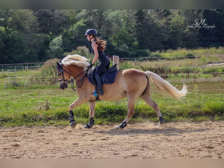 Haflinger Gelding 7 years 14.2 hh Chestnut-Red in Elsoff