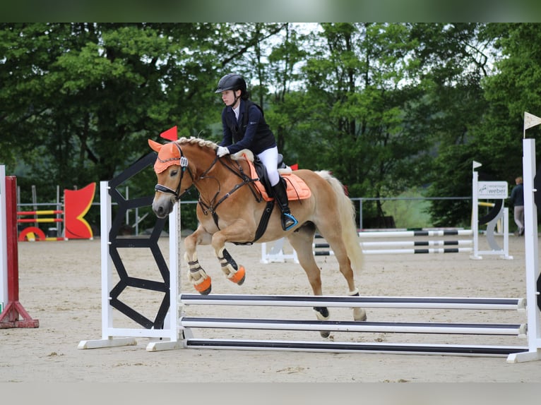 Haflinger Gelding 7 years 14.2 hh Chestnut-Red in Elsoff