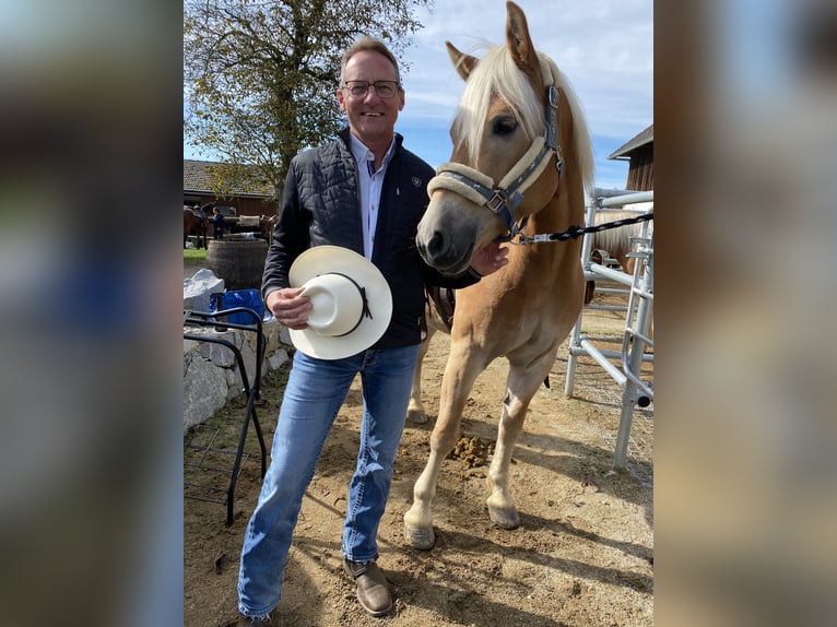 Haflinger Gelding 7 years 14,2 hh Chestnut-Red in Kaprun