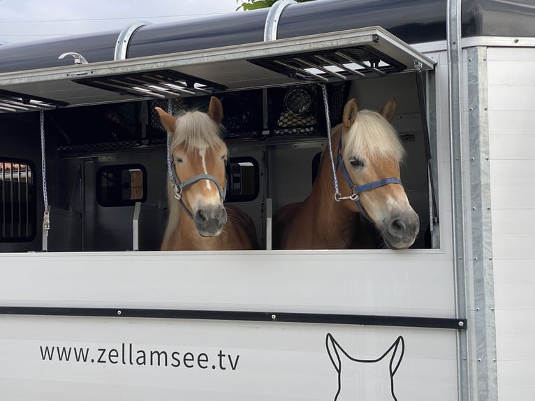 Haflinger Gelding 7 years 14,2 hh Chestnut-Red in Kaprun