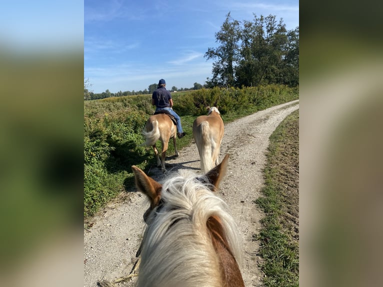 Haflinger Gelding 7 years 14,2 hh Chestnut-Red in Kaprun