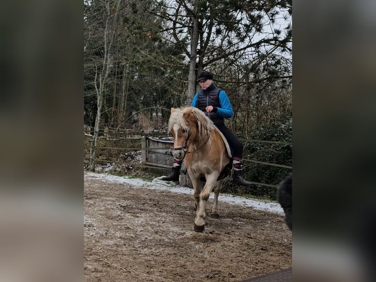 Haflinger Gelding 7 years 14 hh Sorrel in Westerstede