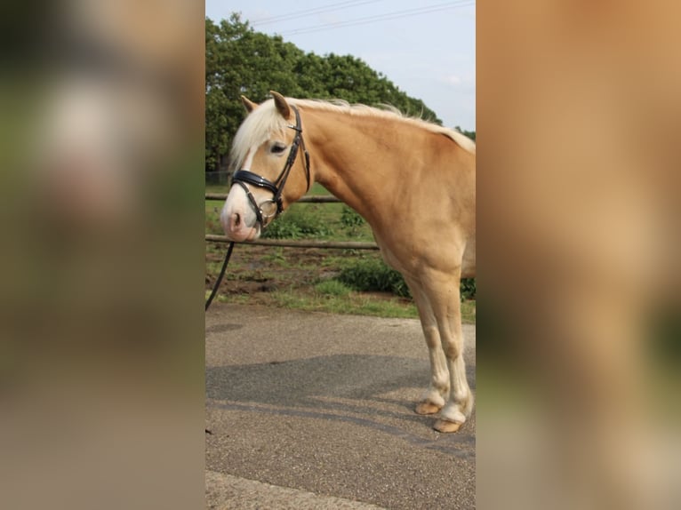 Haflinger Gelding 7 years 14,1 hh Chestnut-Red in Baarlo