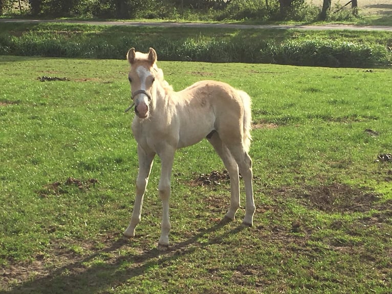 Haflinger Gelding 7 years 14,1 hh Chestnut-Red in Baarlo