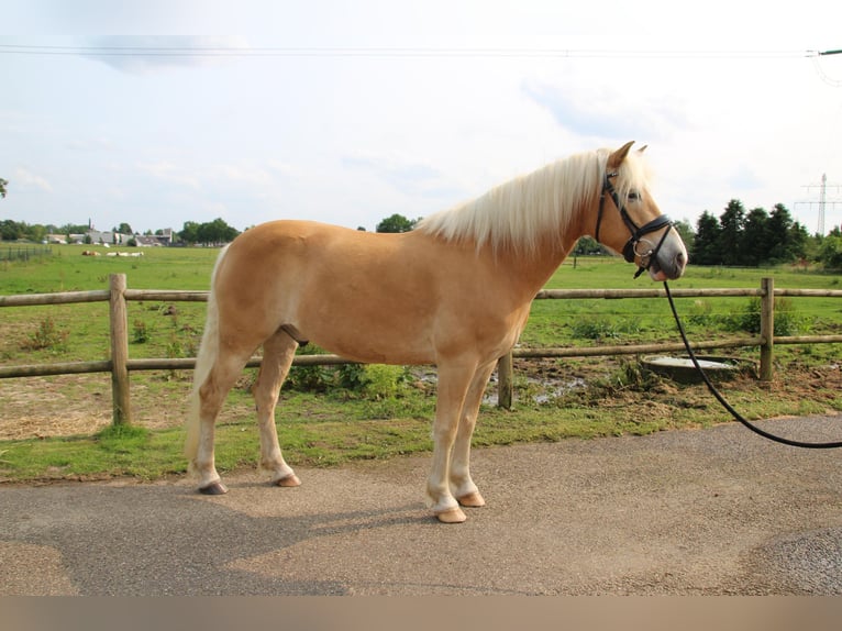 Haflinger Gelding 7 years 14,1 hh Chestnut-Red in Baarlo