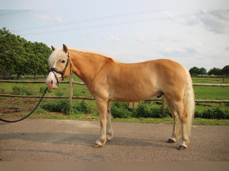 Haflinger Gelding 7 years 14,1 hh Chestnut-Red in Baarlo