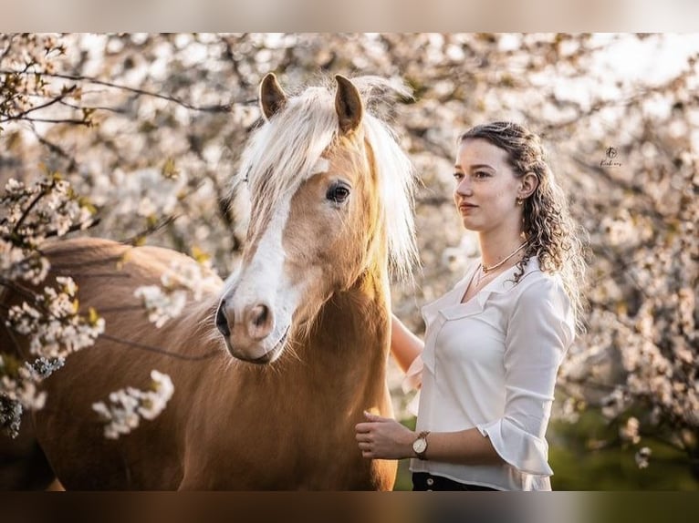 Haflinger Gelding 7 years 14,1 hh Chestnut-Red in Baarlo