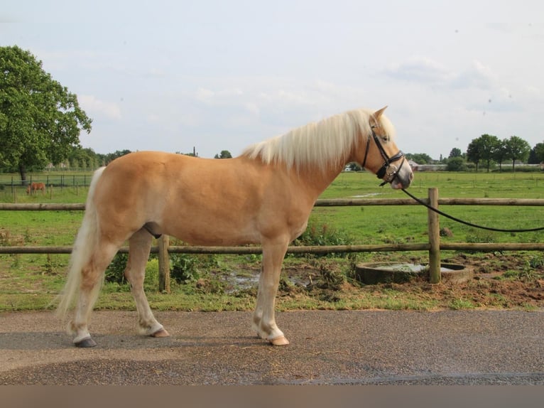 Haflinger Gelding 7 years 14,1 hh Chestnut-Red in Baarlo