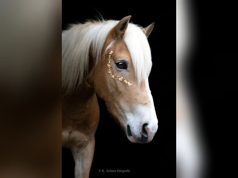 Haflinger Gelding 7 years 14,1 hh Chestnut-Red in Baarlo