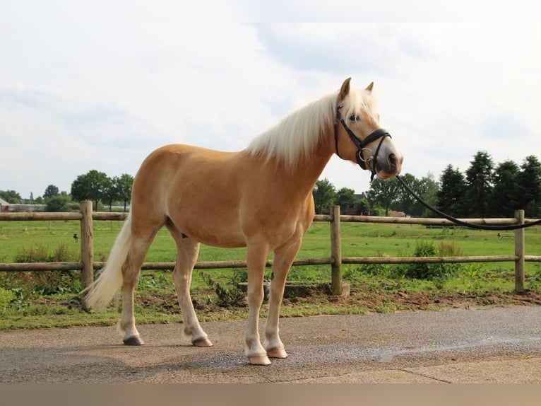 Haflinger Gelding 7 years 14,1 hh Chestnut-Red in Baarlo