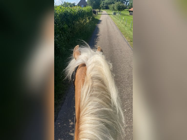 Haflinger Gelding 7 years 14,1 hh Chestnut-Red in Baarlo