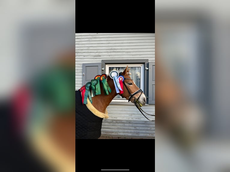 Haflinger Gelding 7 years 14,1 hh Chestnut-Red in Hannover