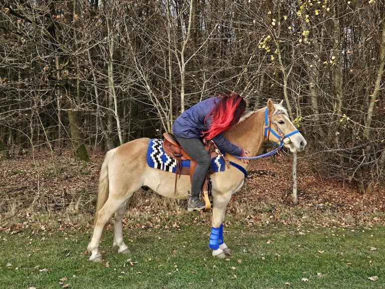 Haflinger Gelding 7 years 14,1 hh Chestnut-Red in Linkenbach