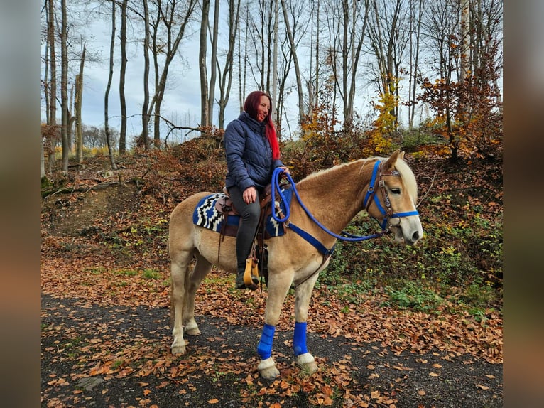 Haflinger Gelding 7 years 14,1 hh Chestnut-Red in Linkenbach