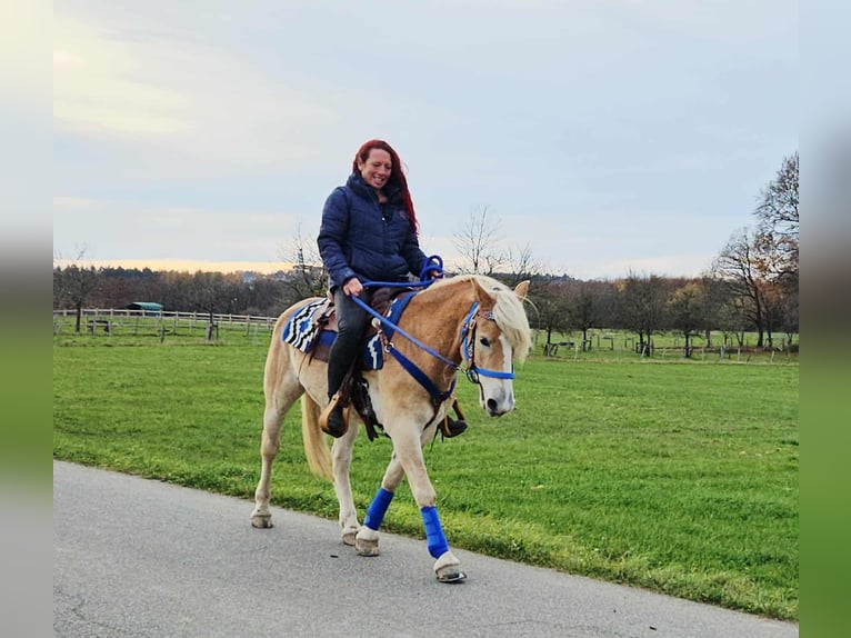 Haflinger Gelding 7 years 14,1 hh Chestnut-Red in Linkenbach